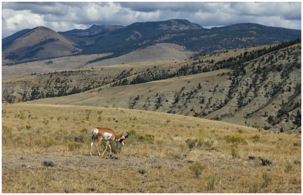 04 - Yellowstone NP (14).jpg